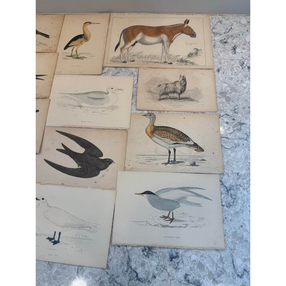 Collection of 15 Antique Ornithological & Natural History Prints Various Animals - Picture 5 of 13
